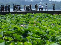 Tourists are watching lotus flowers bloom in the waters of the broken bridge of the West Lake in Hangzhou, China, on June 18, 2024. (