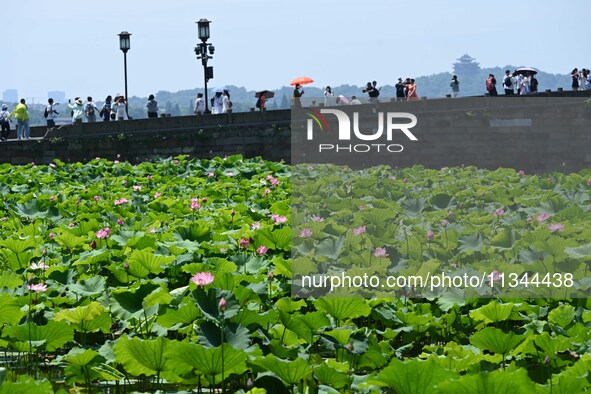 Tourists are watching lotus flowers bloom in the waters of the broken bridge of the West Lake in Hangzhou, China, on June 18, 2024. 