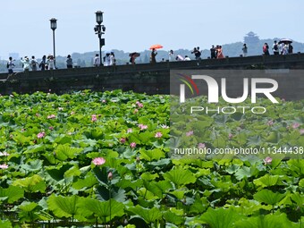 Tourists are watching lotus flowers bloom in the waters of the broken bridge of the West Lake in Hangzhou, China, on June 18, 2024. (