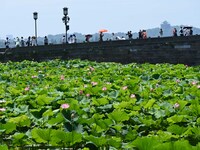 Tourists are watching lotus flowers bloom in the waters of the broken bridge of the West Lake in Hangzhou, China, on June 18, 2024. (