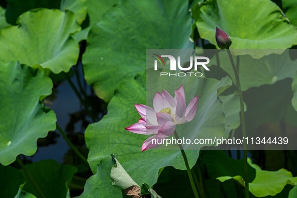 Lotus flowers are blooming in the waters of the broken bridge of the West Lake in Hangzhou, China, on June 18, 2024. 