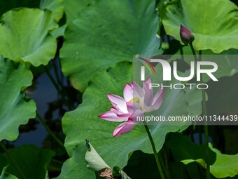 Lotus flowers are blooming in the waters of the broken bridge of the West Lake in Hangzhou, China, on June 18, 2024. (