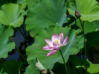 Lotus flowers are blooming in the waters of the broken bridge of the West Lake in Hangzhou, China, on June 18, 2024. (