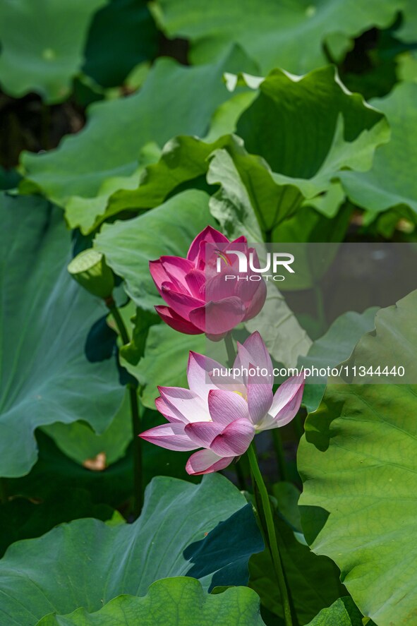 Lotus flowers are blooming in the waters of the broken bridge of the West Lake in Hangzhou, China, on June 18, 2024. 