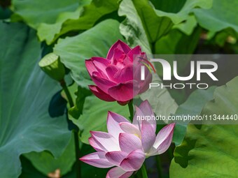 Lotus flowers are blooming in the waters of the broken bridge of the West Lake in Hangzhou, China, on June 18, 2024. (