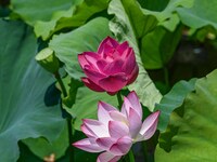 Lotus flowers are blooming in the waters of the broken bridge of the West Lake in Hangzhou, China, on June 18, 2024. (