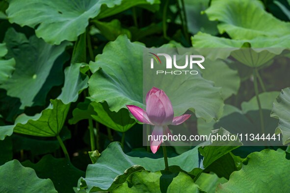 Lotus flowers are blooming in the waters of the broken bridge of the West Lake in Hangzhou, China, on June 18, 2024. 