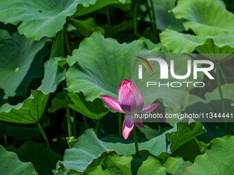 Lotus flowers are blooming in the waters of the broken bridge of the West Lake in Hangzhou, China, on June 18, 2024. (