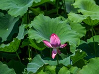 Lotus flowers are blooming in the waters of the broken bridge of the West Lake in Hangzhou, China, on June 18, 2024. (