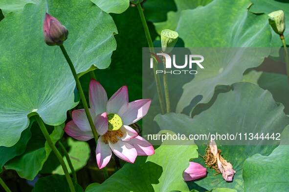 Lotus flowers are blooming in the waters of the broken bridge of the West Lake in Hangzhou, China, on June 18, 2024. 