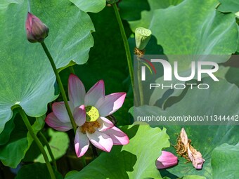 Lotus flowers are blooming in the waters of the broken bridge of the West Lake in Hangzhou, China, on June 18, 2024. (