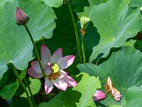 Lotus flowers are blooming in the waters of the broken bridge of the West Lake in Hangzhou, China, on June 18, 2024. (