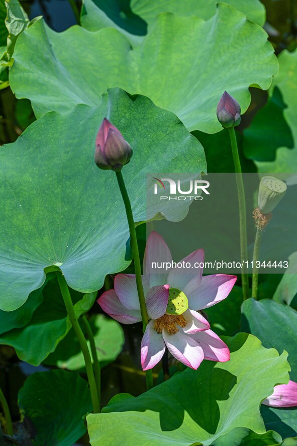 Lotus flowers are blooming in the waters of the broken bridge of the West Lake in Hangzhou, China, on June 18, 2024. 