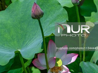 Lotus flowers are blooming in the waters of the broken bridge of the West Lake in Hangzhou, China, on June 18, 2024. (