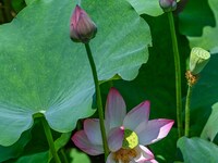 Lotus flowers are blooming in the waters of the broken bridge of the West Lake in Hangzhou, China, on June 18, 2024. (