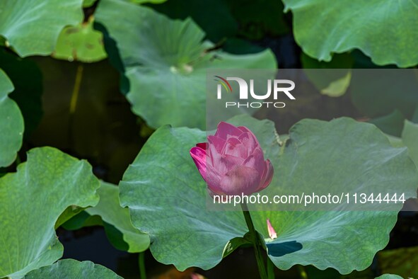 Lotus flowers are blooming in the waters of the broken bridge of the West Lake in Hangzhou, China, on June 18, 2024. 