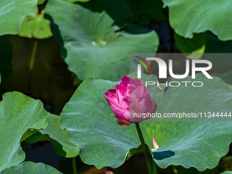 Lotus flowers are blooming in the waters of the broken bridge of the West Lake in Hangzhou, China, on June 18, 2024. (