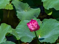 Lotus flowers are blooming in the waters of the broken bridge of the West Lake in Hangzhou, China, on June 18, 2024. (