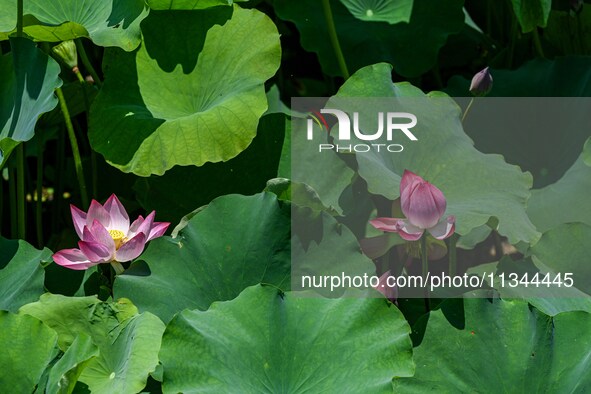 Lotus flowers are blooming in the waters of the broken bridge of the West Lake in Hangzhou, China, on June 18, 2024. 