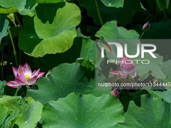 Lotus flowers are blooming in the waters of the broken bridge of the West Lake in Hangzhou, China, on June 18, 2024. (