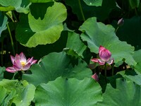 Lotus flowers are blooming in the waters of the broken bridge of the West Lake in Hangzhou, China, on June 18, 2024. (