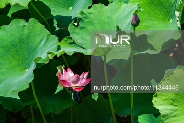 Lotus flowers are blooming in the waters of the broken bridge of the West Lake in Hangzhou, China, on June 18, 2024. 