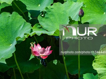 Lotus flowers are blooming in the waters of the broken bridge of the West Lake in Hangzhou, China, on June 18, 2024. (