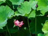 Lotus flowers are blooming in the waters of the broken bridge of the West Lake in Hangzhou, China, on June 18, 2024. (