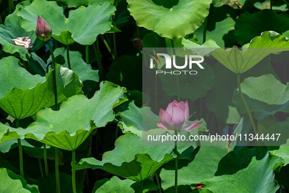 Lotus flowers are blooming in the waters of the broken bridge of the West Lake in Hangzhou, China, on June 18, 2024. 