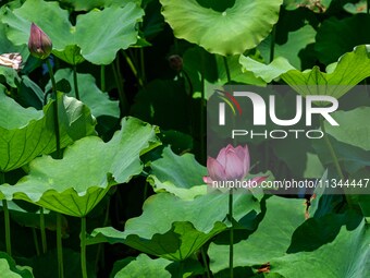 Lotus flowers are blooming in the waters of the broken bridge of the West Lake in Hangzhou, China, on June 18, 2024. (