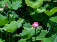 Lotus flowers are blooming in the waters of the broken bridge of the West Lake in Hangzhou, China, on June 18, 2024. (