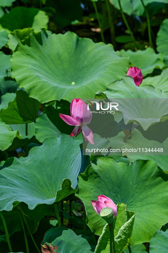 Lotus flowers are blooming in the waters of the broken bridge of the West Lake in Hangzhou, China, on June 18, 2024. 