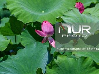 Lotus flowers are blooming in the waters of the broken bridge of the West Lake in Hangzhou, China, on June 18, 2024. (