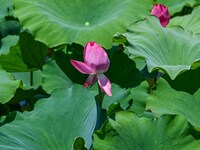 Lotus flowers are blooming in the waters of the broken bridge of the West Lake in Hangzhou, China, on June 18, 2024. (