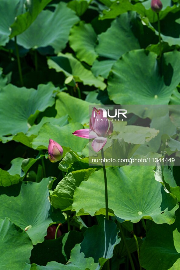 Lotus flowers are blooming in the waters of the broken bridge of the West Lake in Hangzhou, China, on June 18, 2024. 