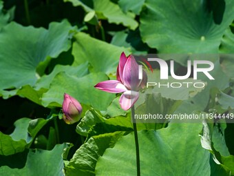 Lotus flowers are blooming in the waters of the broken bridge of the West Lake in Hangzhou, China, on June 18, 2024. (