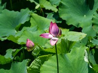 Lotus flowers are blooming in the waters of the broken bridge of the West Lake in Hangzhou, China, on June 18, 2024. (