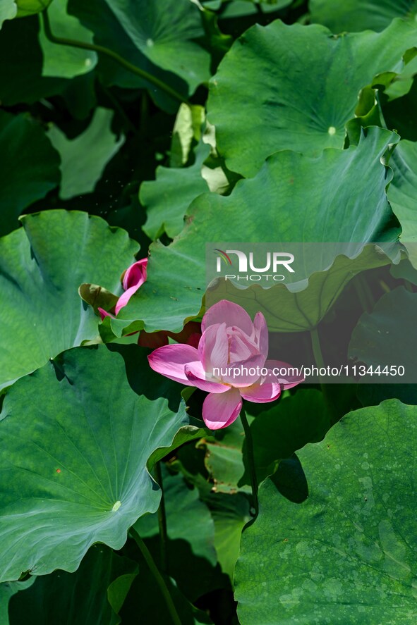 Lotus flowers are blooming in the waters of the broken bridge of the West Lake in Hangzhou, China, on June 18, 2024. 