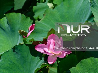 Lotus flowers are blooming in the waters of the broken bridge of the West Lake in Hangzhou, China, on June 18, 2024. (