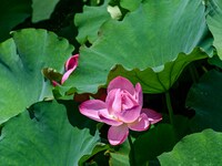 Lotus flowers are blooming in the waters of the broken bridge of the West Lake in Hangzhou, China, on June 18, 2024. (