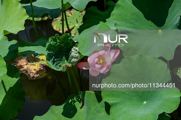 Lotus flowers are blooming in the waters of the broken bridge of the West Lake in Hangzhou, China, on June 18, 2024. 