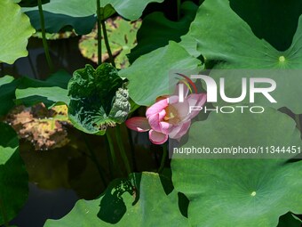 Lotus flowers are blooming in the waters of the broken bridge of the West Lake in Hangzhou, China, on June 18, 2024. (