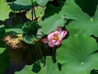 Lotus flowers are blooming in the waters of the broken bridge of the West Lake in Hangzhou, China, on June 18, 2024. (