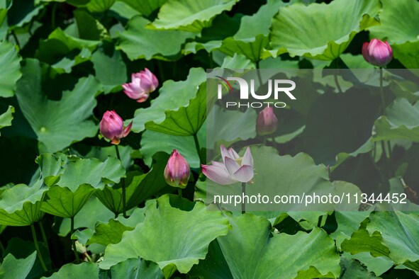 Lotus flowers are blooming in the waters of the broken bridge of the West Lake in Hangzhou, China, on June 18, 2024. 