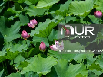 Lotus flowers are blooming in the waters of the broken bridge of the West Lake in Hangzhou, China, on June 18, 2024. (