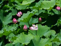 Lotus flowers are blooming in the waters of the broken bridge of the West Lake in Hangzhou, China, on June 18, 2024. (