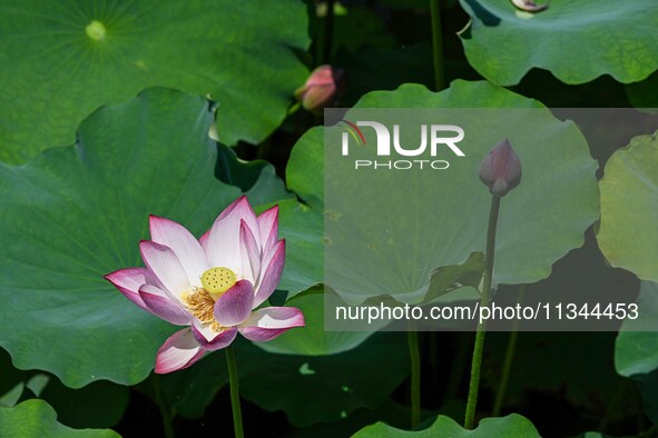 Lotus flowers are blooming in the waters of the broken bridge of the West Lake in Hangzhou, China, on June 18, 2024. 