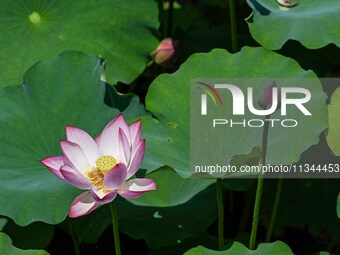 Lotus flowers are blooming in the waters of the broken bridge of the West Lake in Hangzhou, China, on June 18, 2024. (