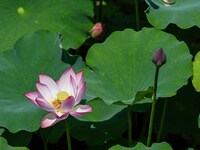 Lotus flowers are blooming in the waters of the broken bridge of the West Lake in Hangzhou, China, on June 18, 2024. (