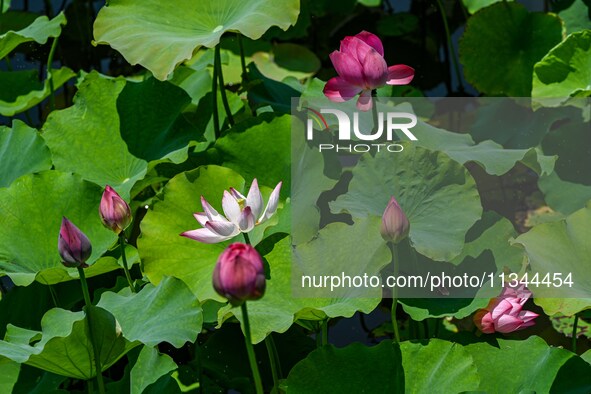 Lotus flowers are blooming in the waters of the broken bridge of the West Lake in Hangzhou, China, on June 18, 2024. 